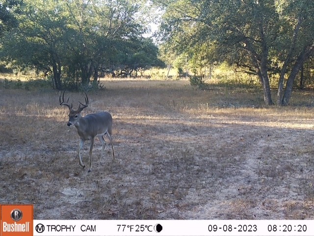 1561 Cr 154 Road Weimar, TX 78962 - Photo 33 of 46 a backyard of a house with table and chairs