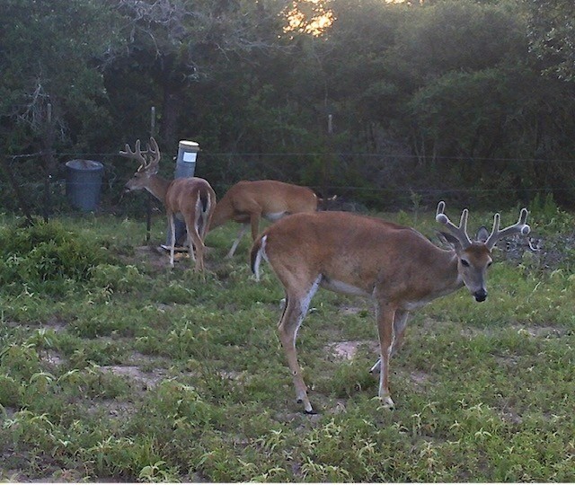 1561 Cr 154 Road Weimar, TX 78962 - Photo 34 of 46 a view of a yard
