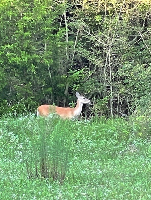 1561 Cr 154 Road Weimar, TX 78962 - Photo 37 of 46 a backyard of a house with lots of green space
