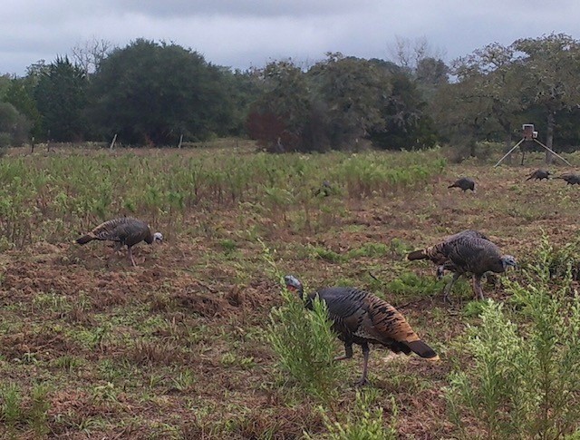 1561 Cr 154 Road Weimar, TX 78962 - Photo 39 of 46 a backyard of a house with lots of green space