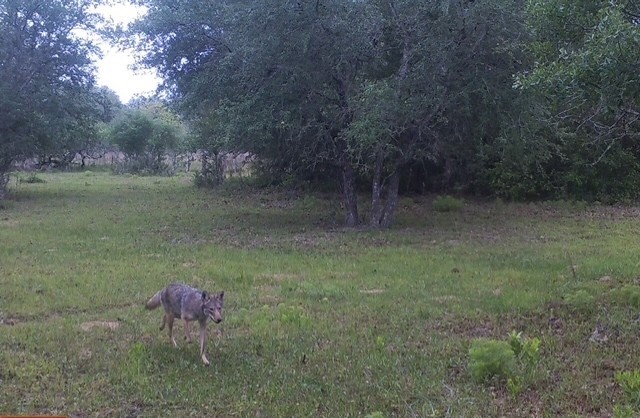 1561 Cr 154 Road Weimar, TX 78962 - Photo 42 of 46 a backyard of a house with table and chairs