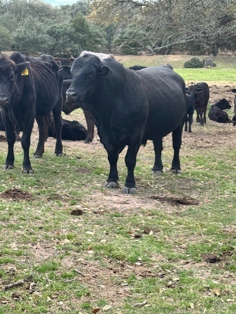 1561 Cr 154 Road Weimar, TX 78962 - Photo 43 of 46 a view of a yard with a sink and yard in the back