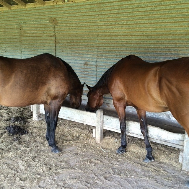 1561 Cr 154 Road Weimar, TX 78962 - Photo 45 of 46