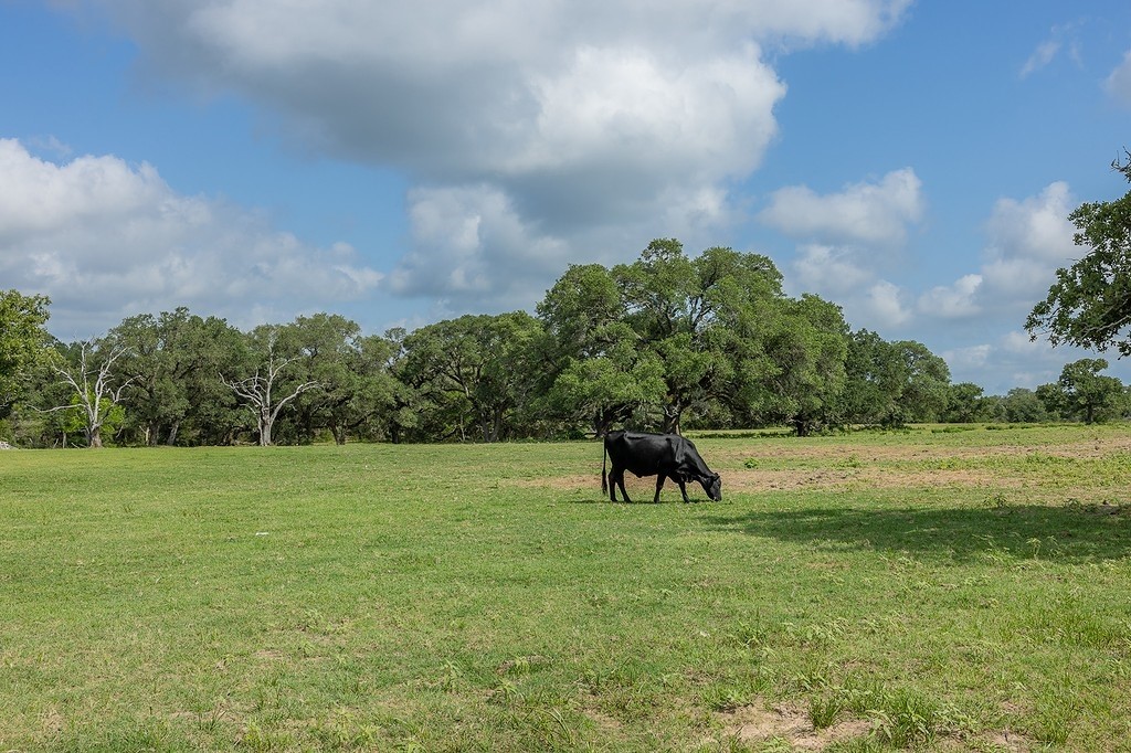 1561 Cr 154 Road Weimar, TX 78962 - Photo 5 of 46 a view of park with trees