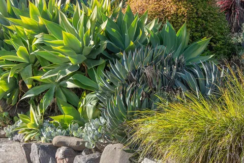 a view of a plant in a garden