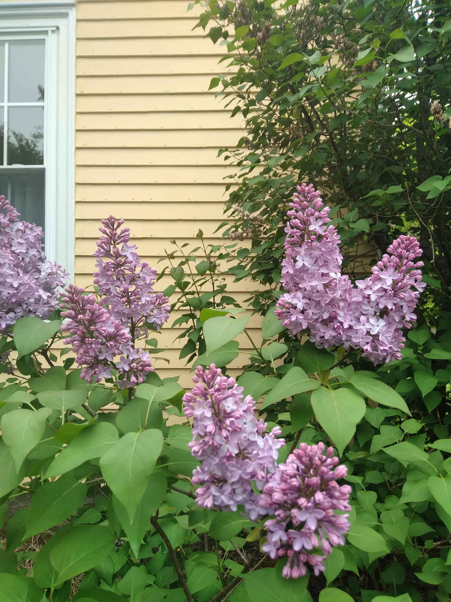 389 Higgins Road Pittsfield, ME 04967 - Photo 65 of 82 20220522_110955