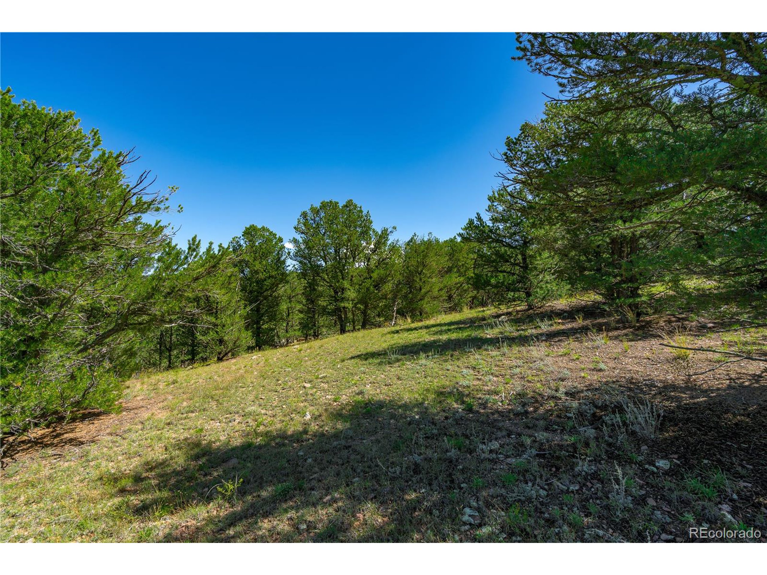 9 Sundance Road Cotopaxi, CO 81223 - Photo 8 of 32 a view of a yard with a tree