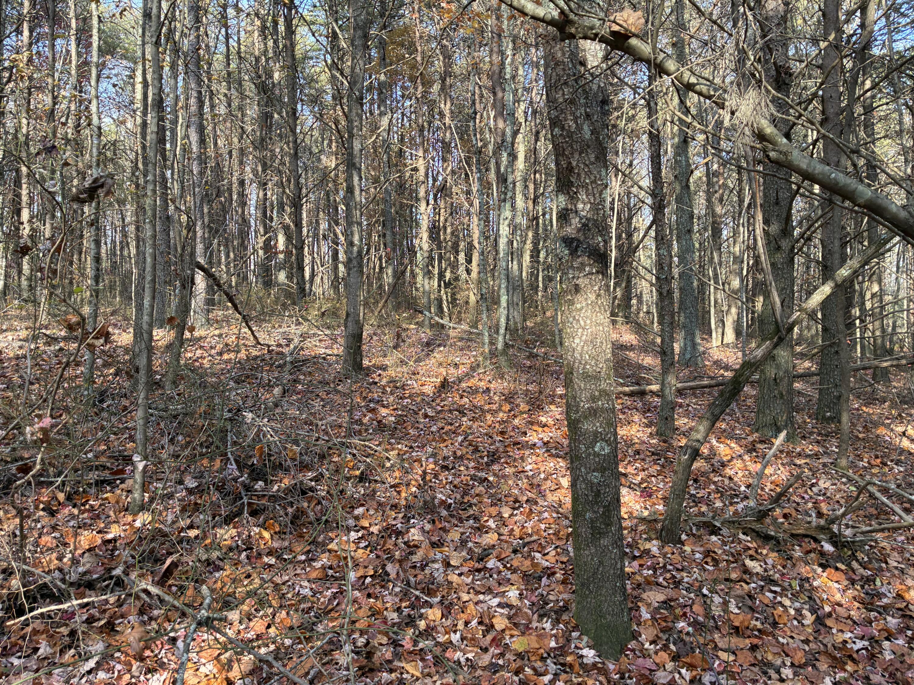 360 Bootleg Bend, Unit 2182 Guild, TN 37340 - Photo 14 of 23 IMG_3005