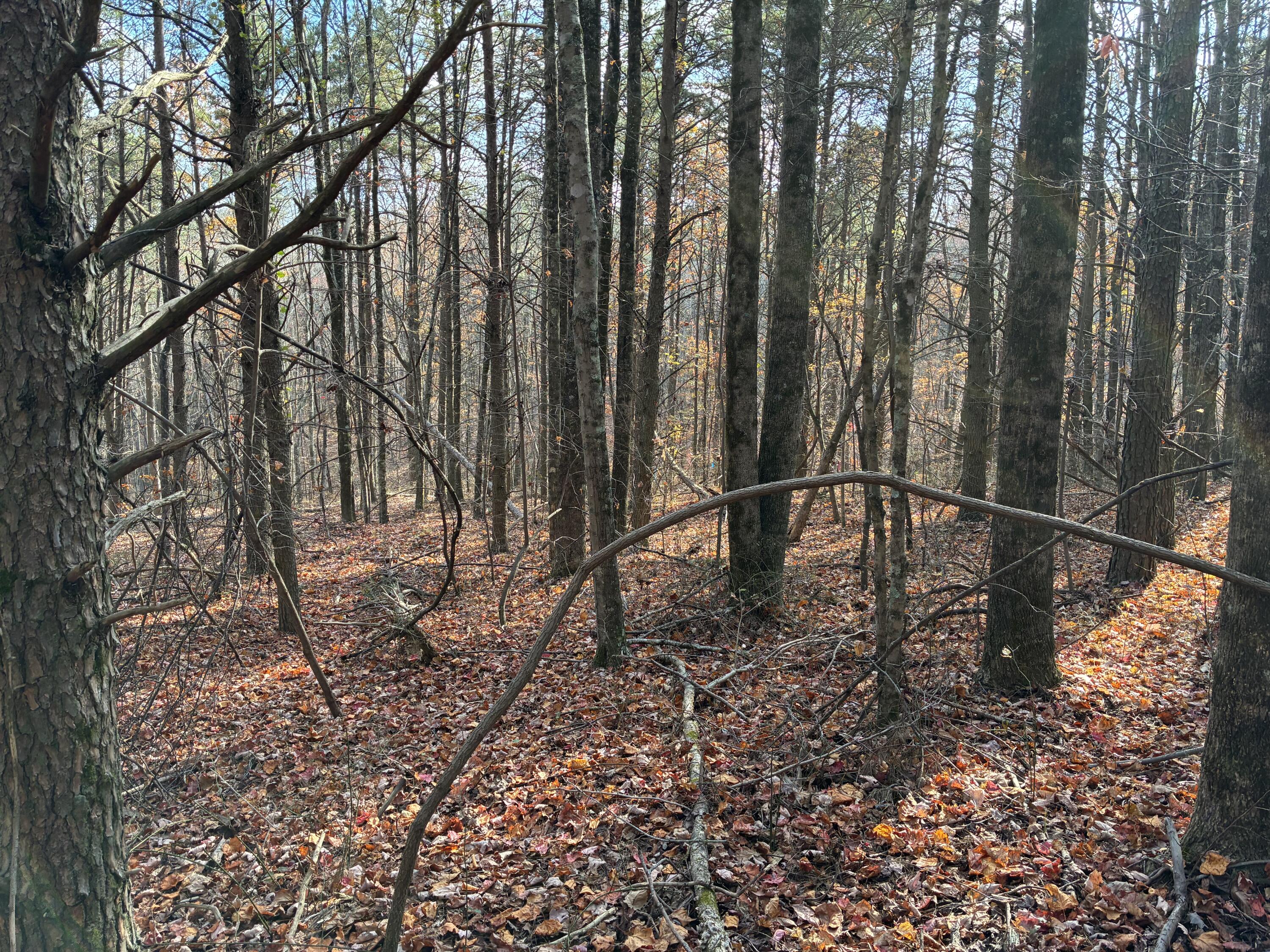 360 Bootleg Bend, Unit 2182 Guild, TN 37340 - Photo 8 of 23 IMG_2996