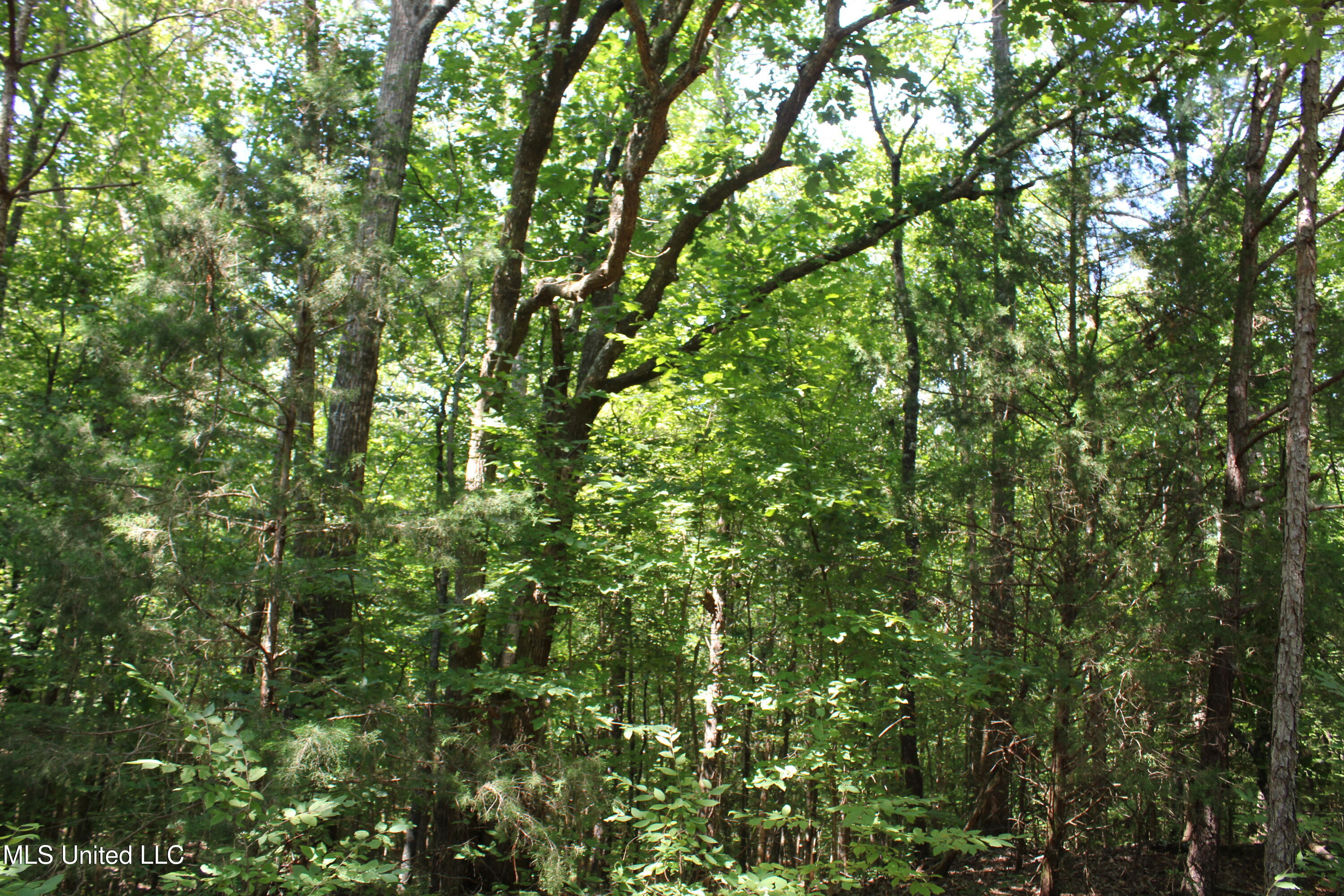 2997 Reaves Road Holly Springs, MS 38635 - Photo 12 of 14 IMG_4299