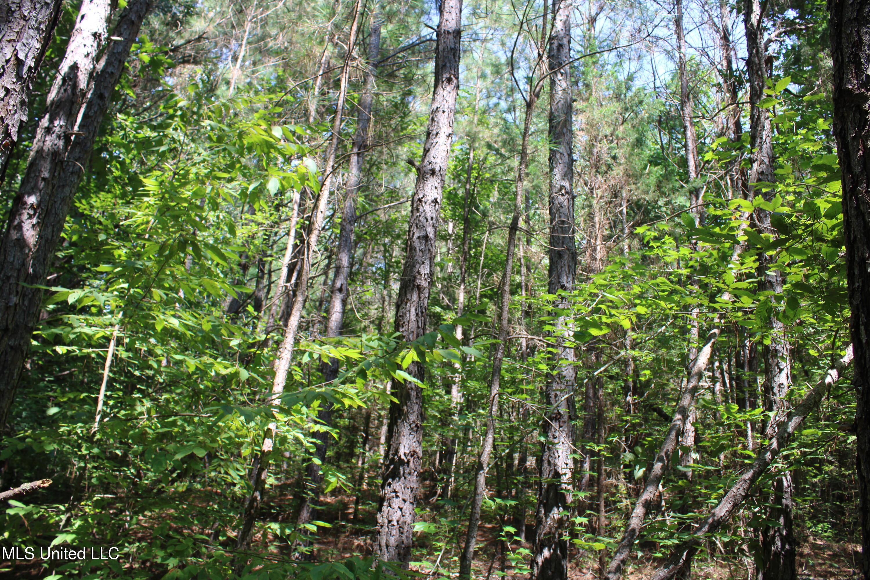 2997 Reaves Road Holly Springs, MS 38635 - Photo 13 of 14 IMG_4300