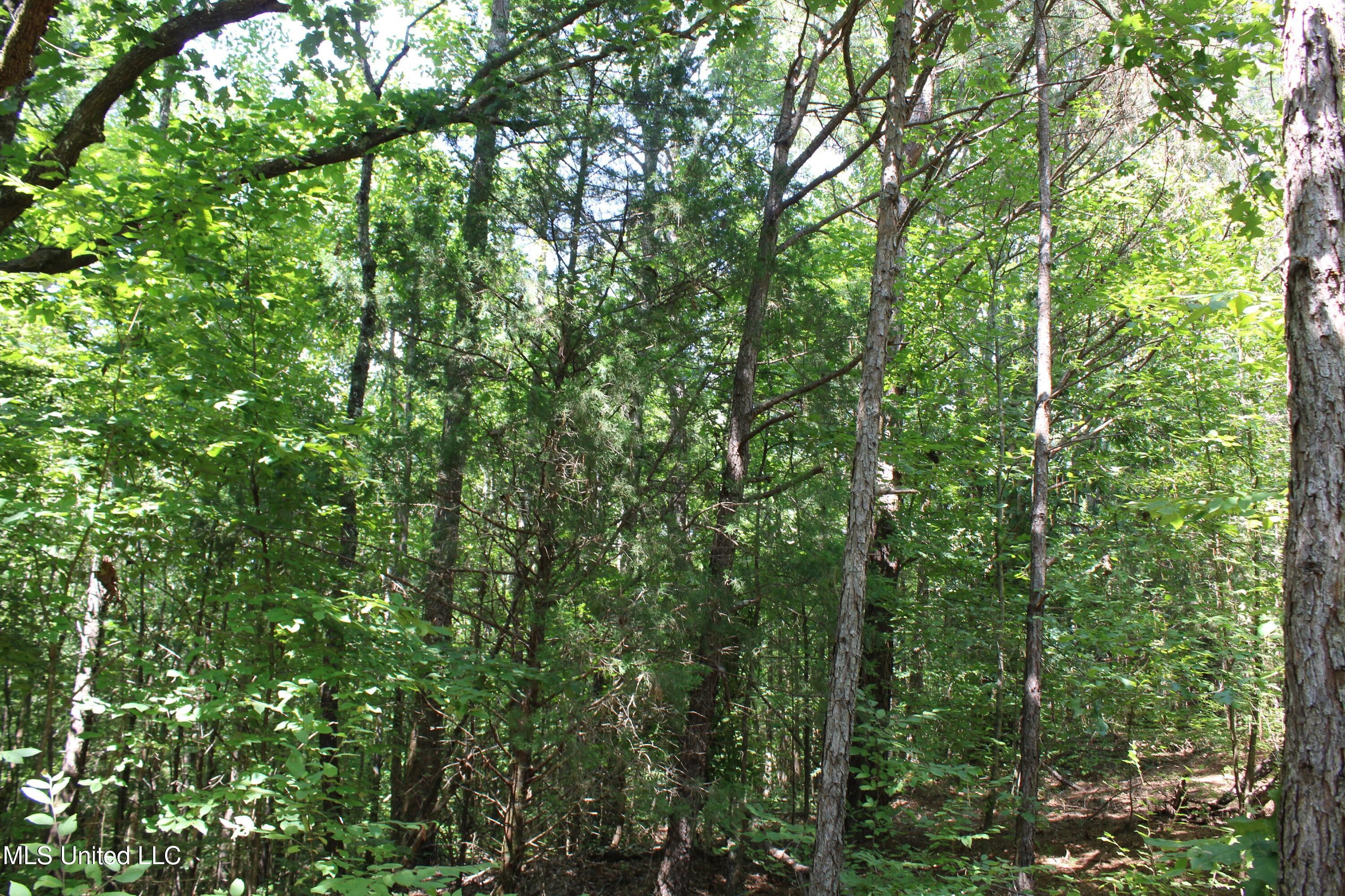 2997 Reaves Road Holly Springs, MS 38635 - Photo 14 of 14 IMG_4301
