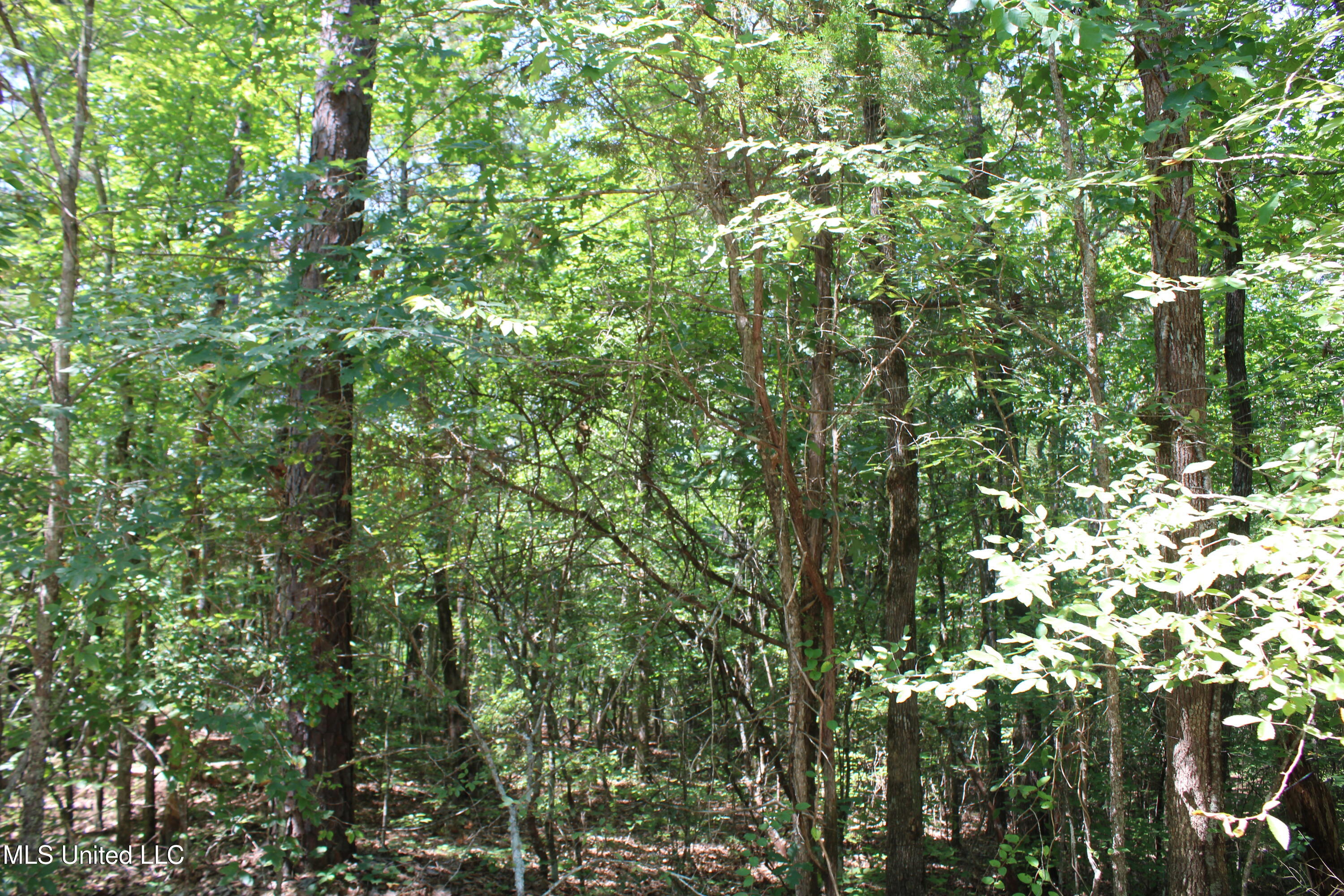 2997 Reaves Road Holly Springs, MS 38635 - Photo 8 of 14 IMG_4295