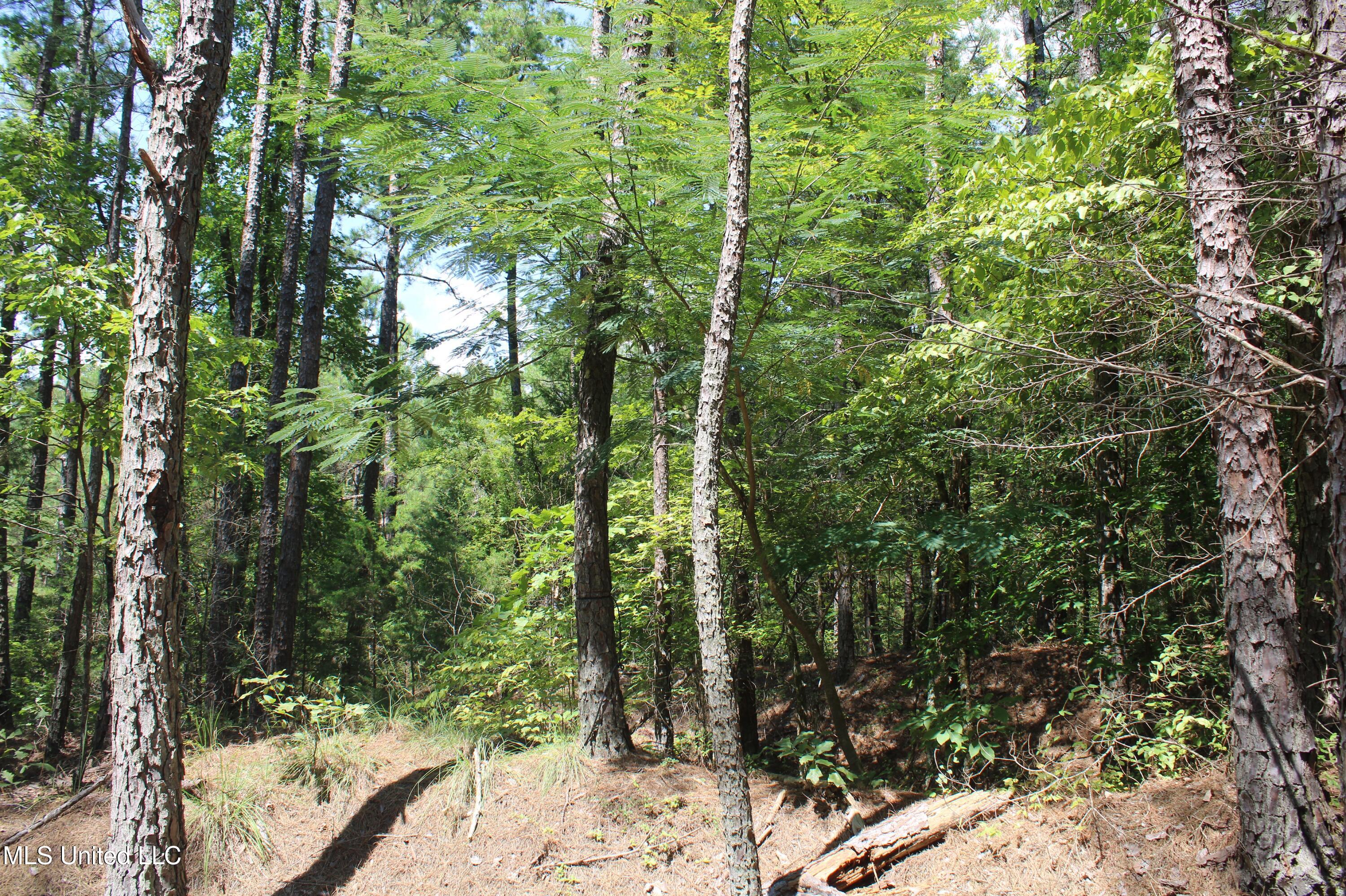 2997 Reaves Road Holly Springs, MS 38635 - Photo 10 of 14 IMG_4297