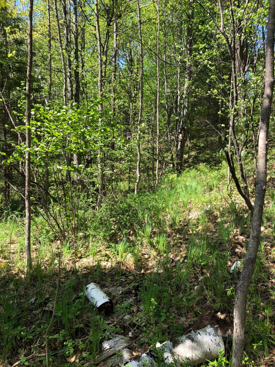 Lot 2 Kling Road Presque Isle, WI 54557 - Photo 7 of 18 Gallery Image 7