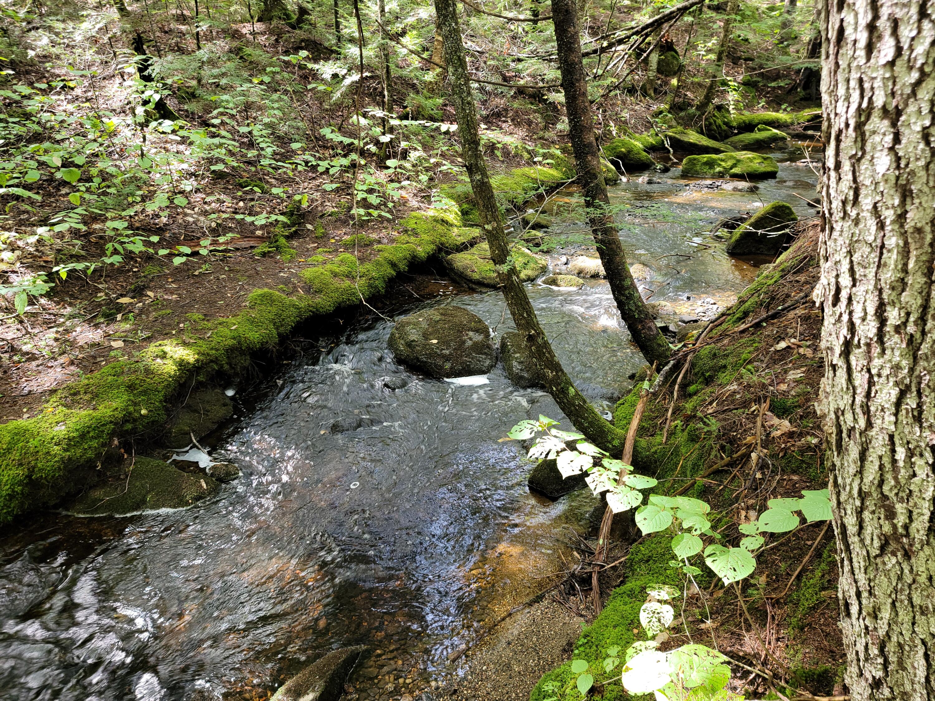 Lot 28 Mill Privilege Road Carroll Plt, ME 04487 - Photo 15 of 17 20210916_115518