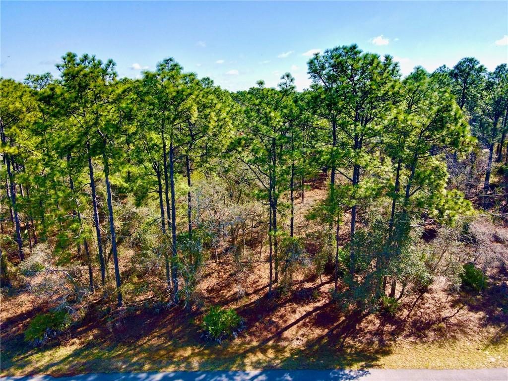 8100 Nordica Road Weeki Wachee, FL 34613 - Photo 1 of 1 a view of tree