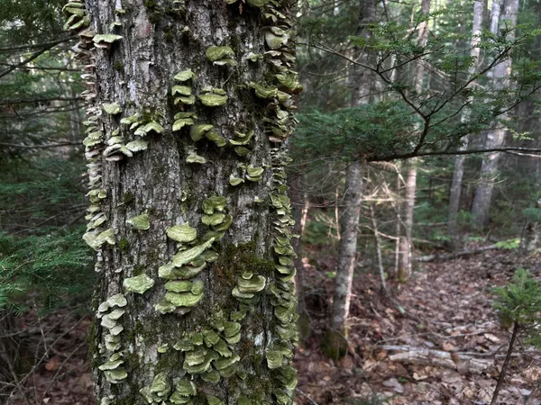 $110,500 | M4-l14 Village Road, Jackson, ME 04921