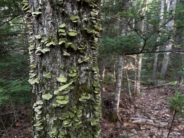 $110,500 | M4-l14 Village Road, Jackson, ME 04921