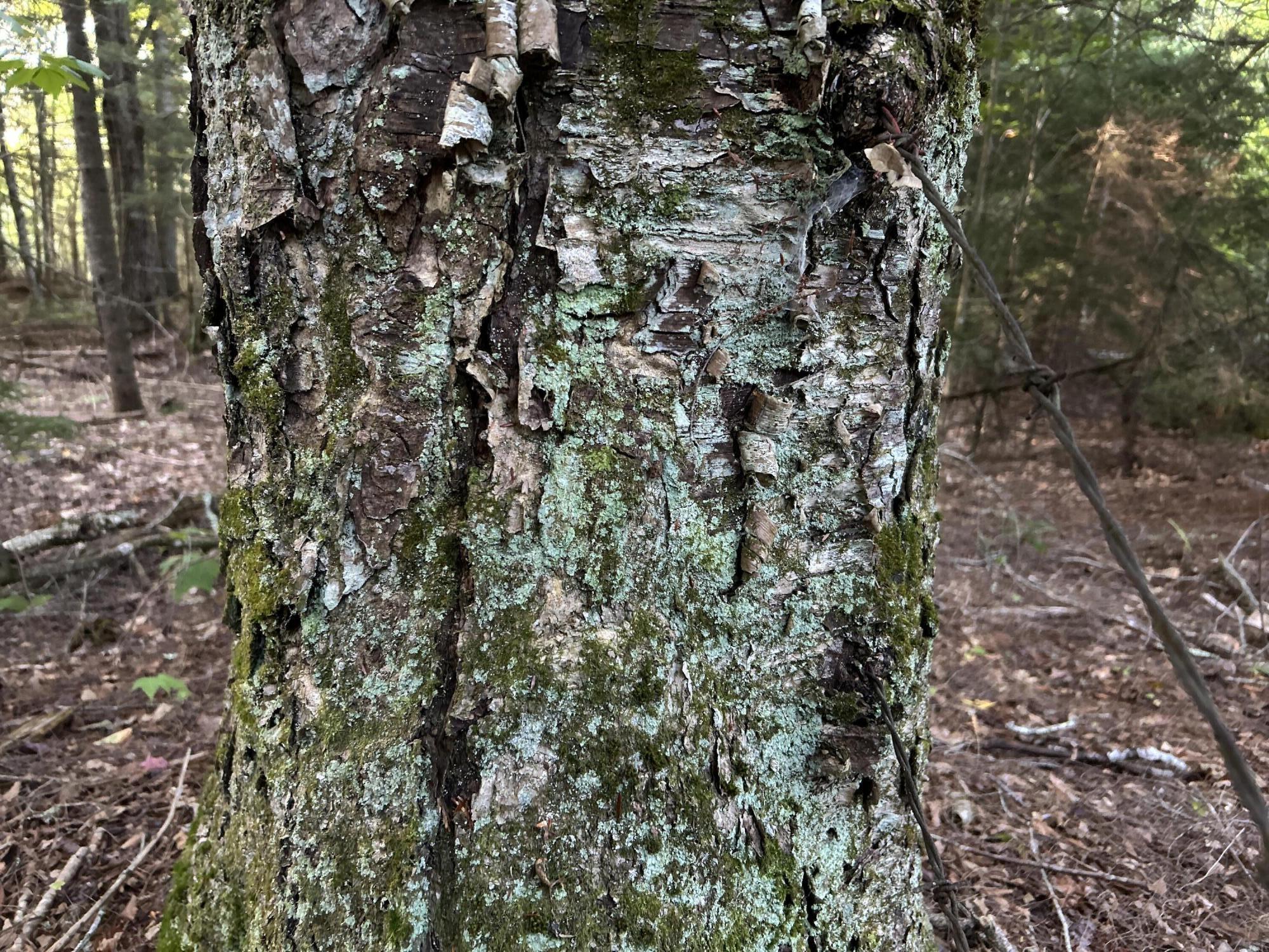 M4-l14 Village Road Jackson, ME 04921 - Photo 15 of 37 21