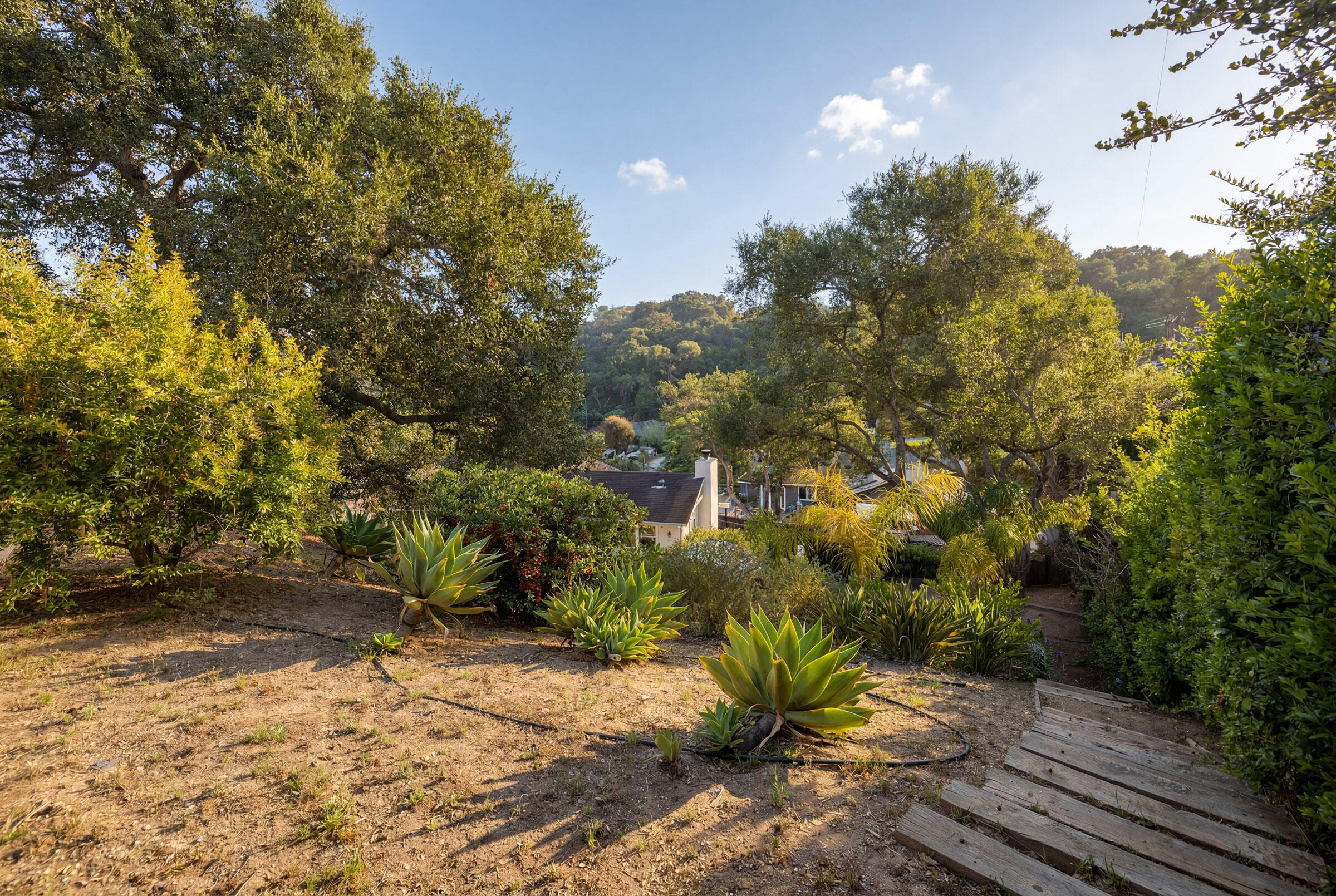 1352 Manitou Road Santa Barbara, CA 93101 - Photo 22 of 27 a view of a yard with plants and trees