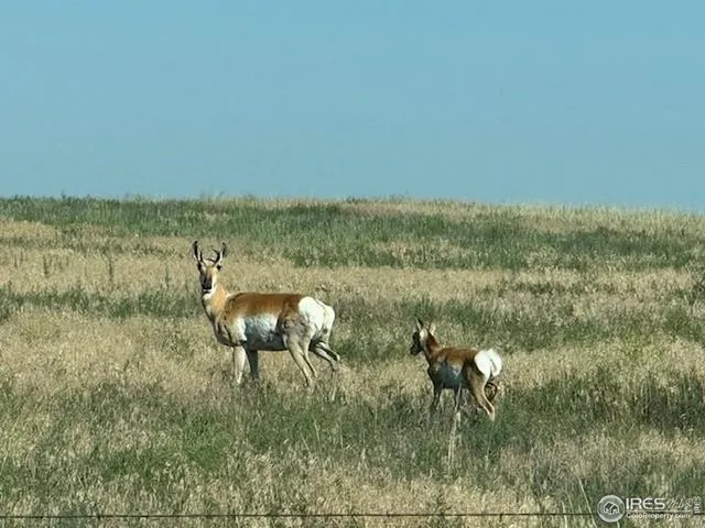 $125,000 | 3 Tbd, Carr, CO 80612