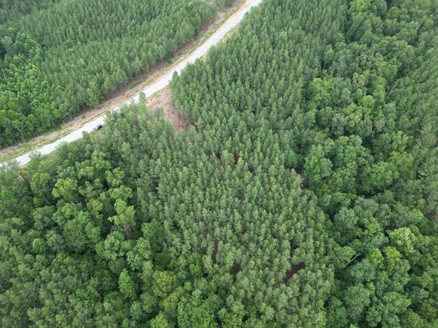 a close up of a plant in a garden