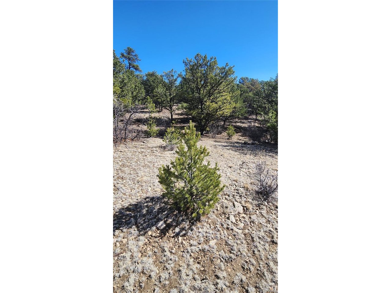 I Path Cotopaxi, CO 81223 - Photo 22 of 30 a picture of a person in a yard