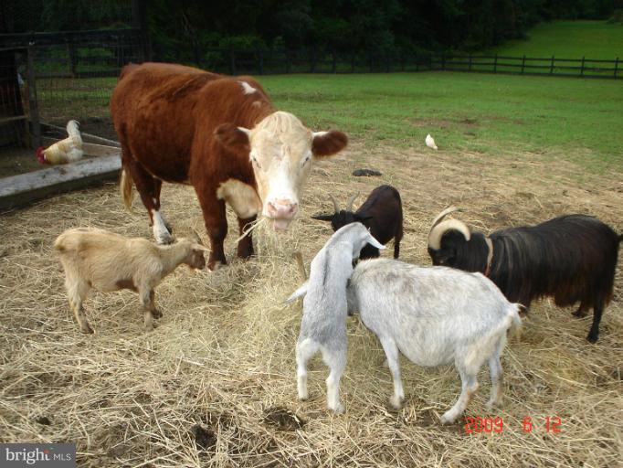 39 Colebrook Road Fredericksburg, VA 22405 - Photo 3 of 22 Out on the farm