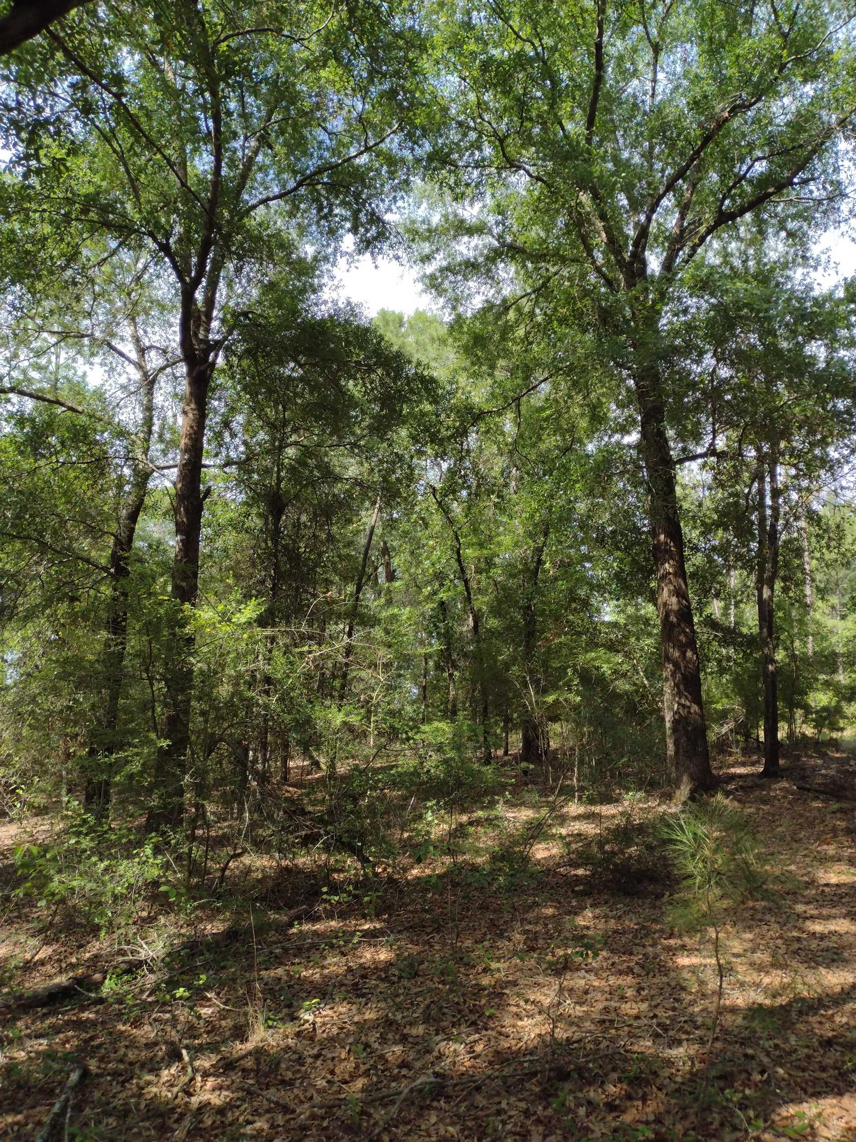 0 Silas Ganey Road Stockton, AL 36579 - Photo 6 of 6 View