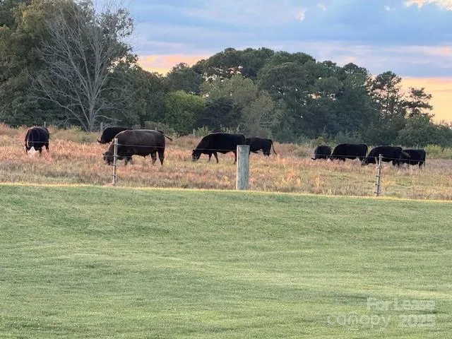 a view of yard with large trees