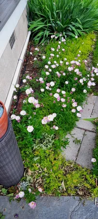 $349,000 | 1221 6th Avenue, De Witt, IA 52742