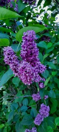 $349,000 | 1221 6th Avenue, De Witt, IA 52742