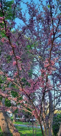 $349,000 | 1221 6th Avenue, De Witt, IA 52742