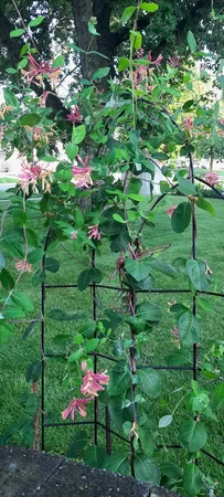 $349,000 | 1221 6th Avenue, De Witt, IA 52742