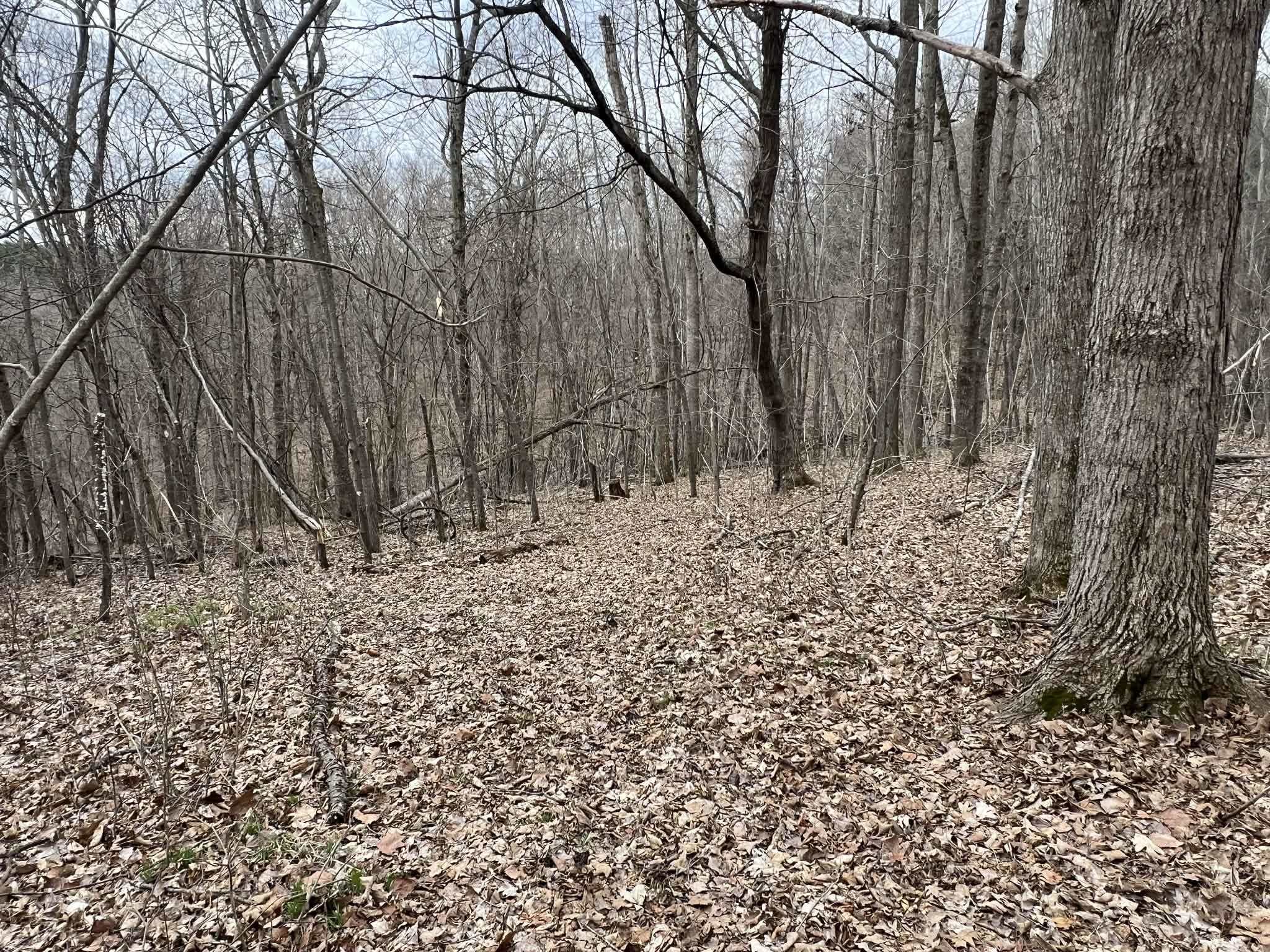 S7460 Song Bird Lane Readstown, WI 54652 - Photo 50 of 53