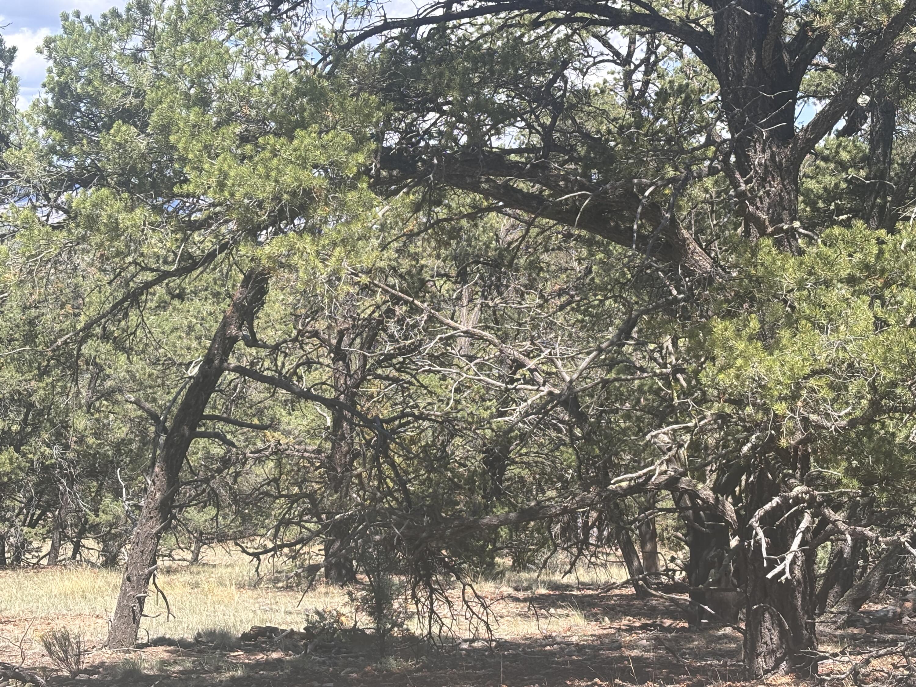 23 Tee Pee Trail Datil, NM 87821 - Photo 8 of 15 Gallery Image 8