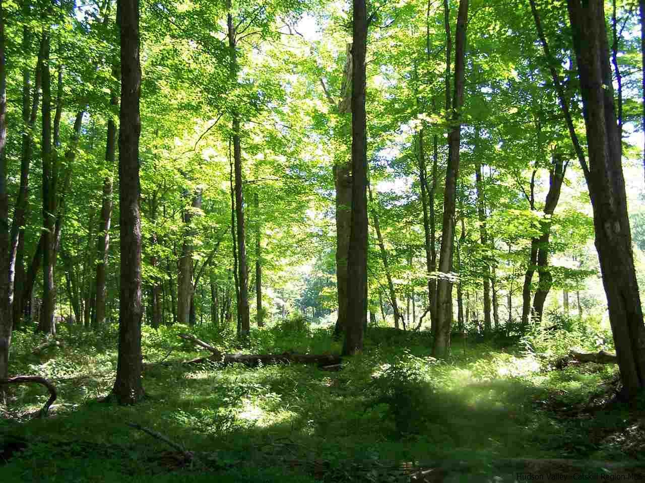 Tbd Ridge Road Shokan, NY 12481 - Photo 1 of 29 Photo 1