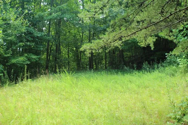 a view of a lush green space