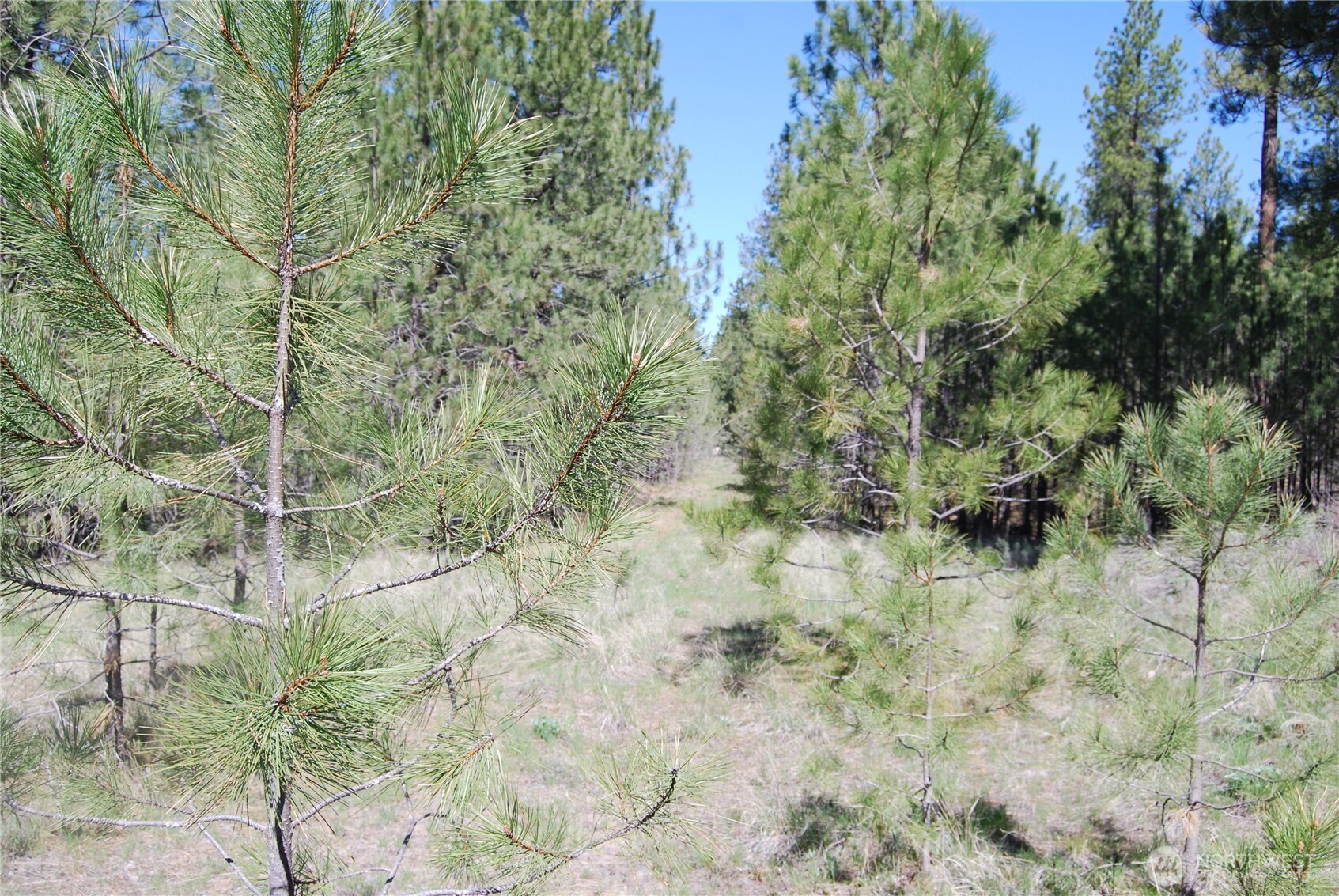 4 Chief Joseph Spur East Riverside, WA 98849 - Photo 17 of 19