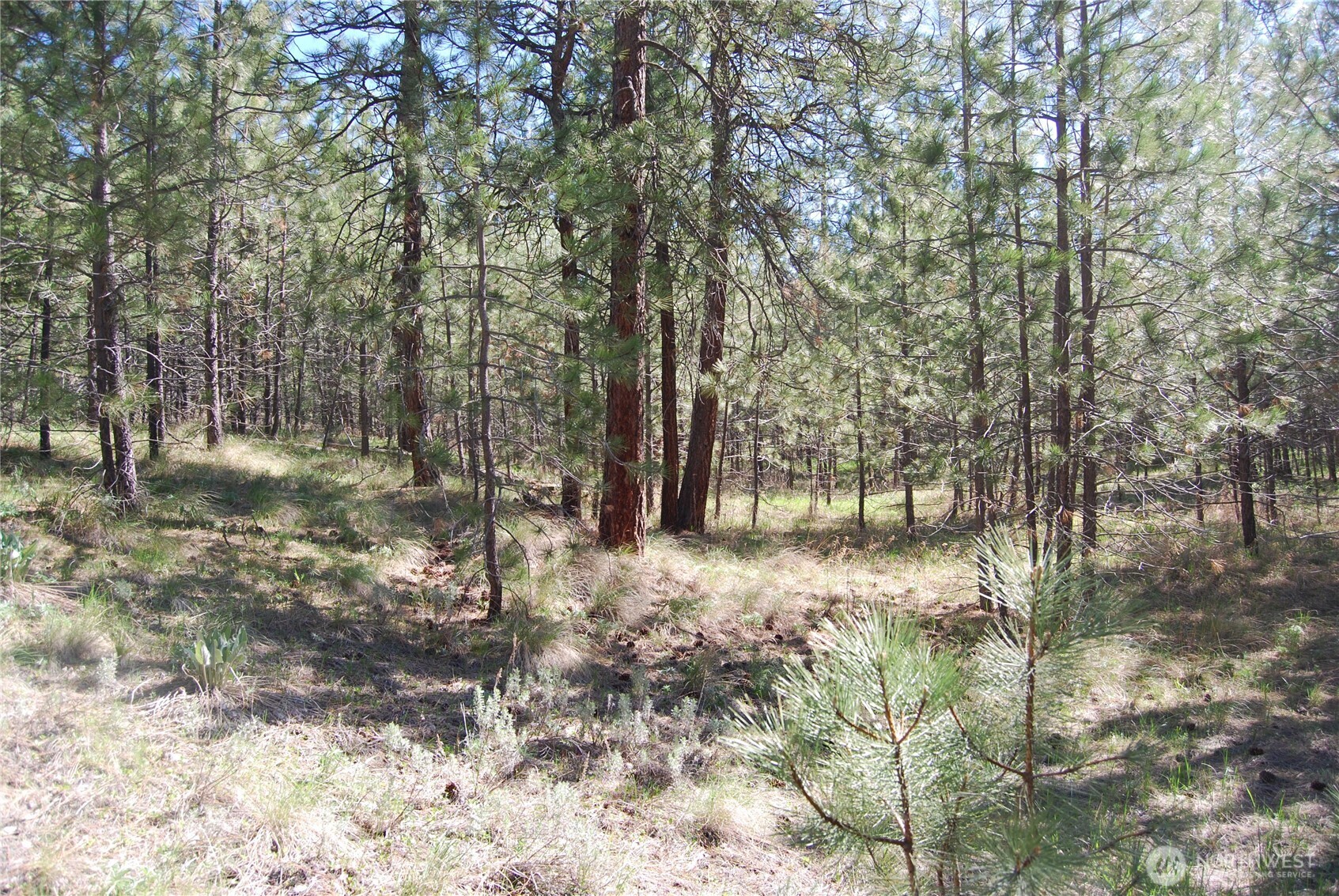 4 Chief Joseph Spur East Riverside, WA 98849 - Photo 3 of 19