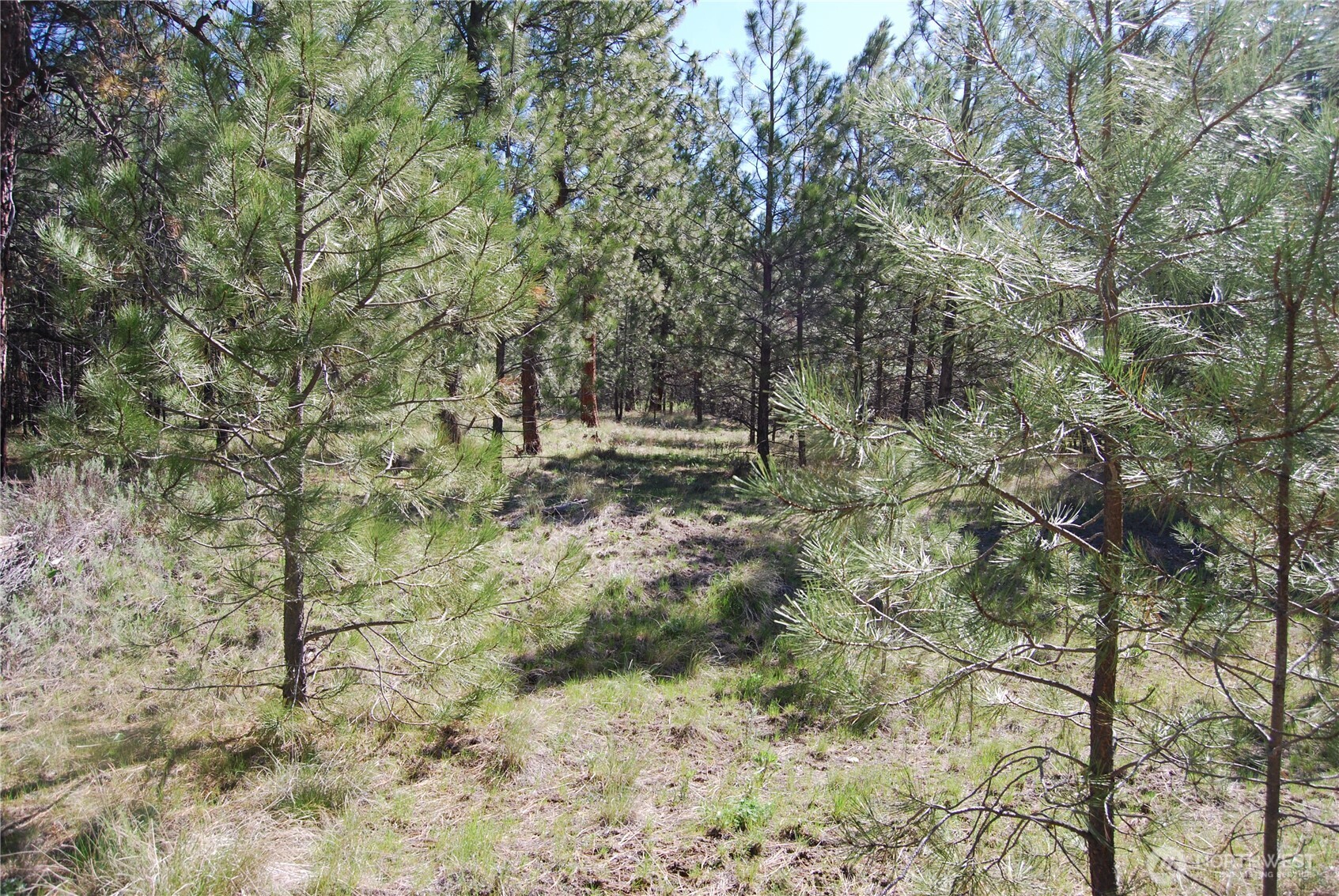 4 Chief Joseph Spur East Riverside, WA 98849 - Photo 5 of 19