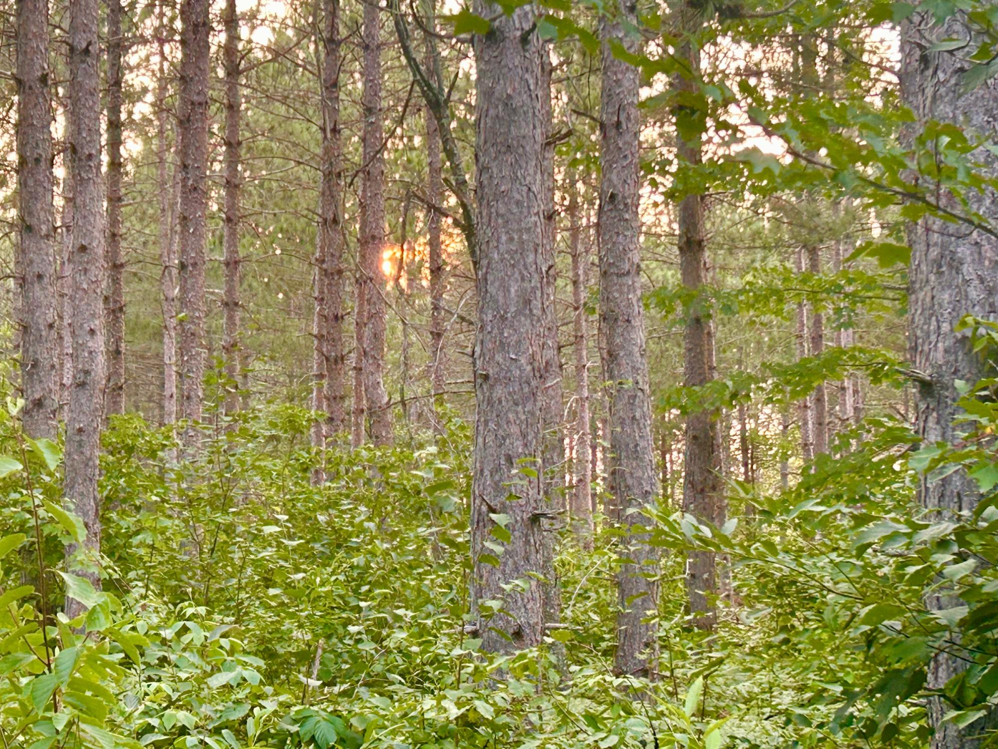 10053 Swamp Lake Road Tomahawk, WI 54487 - Photo 14 of 23 Gallery Image 14