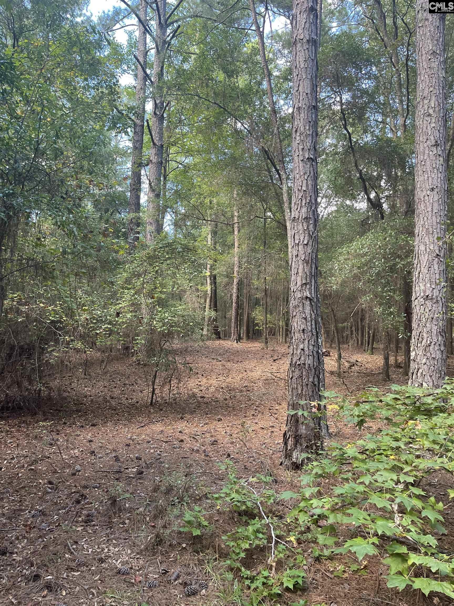 Tbd Festival Trail Road Salley, SC 29137 - Photo 6 of 12