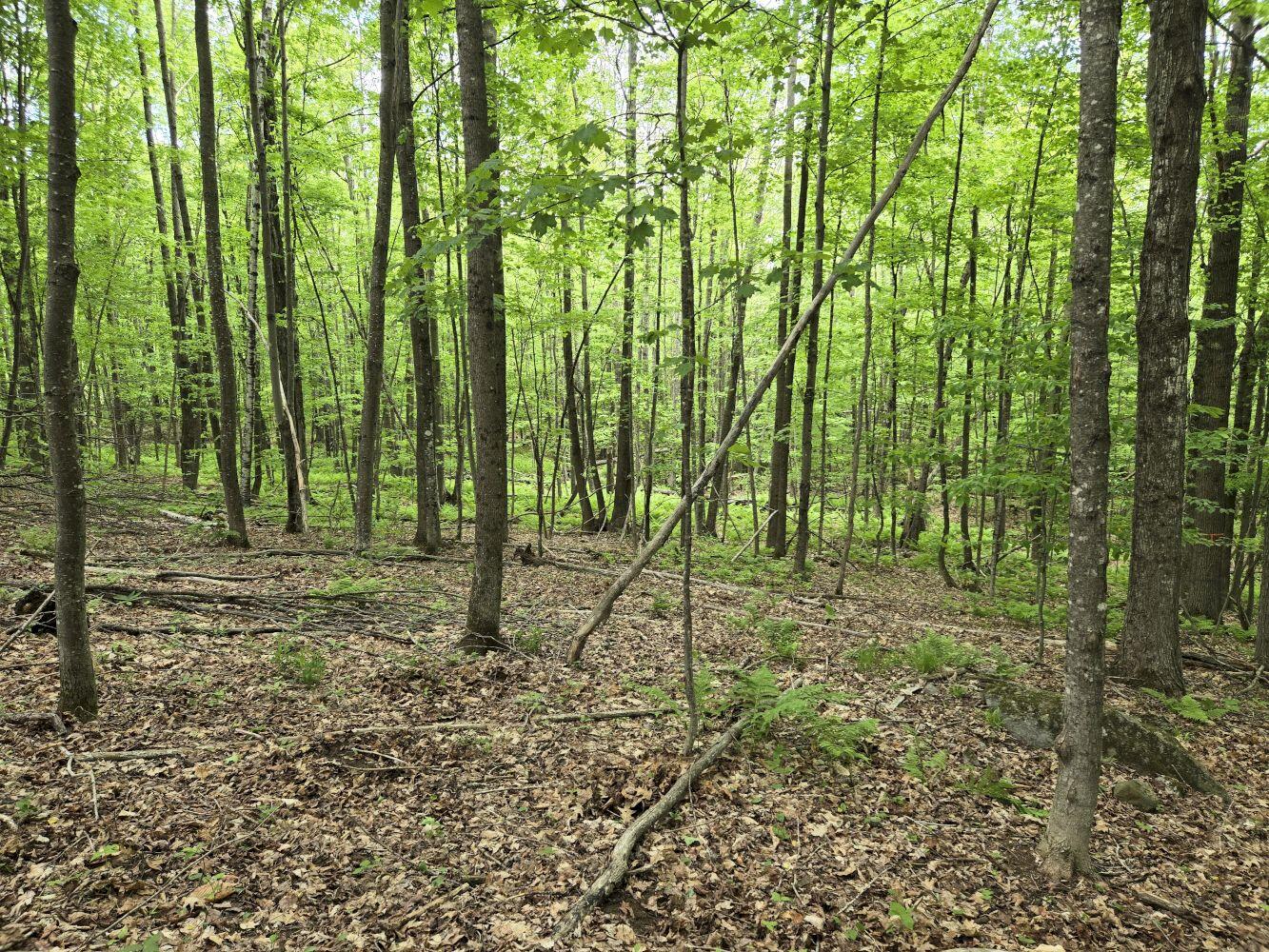 Lot 26 Canton Mountain Road Jay, ME 04239 - Photo 10 of 35 20260528_142704_result