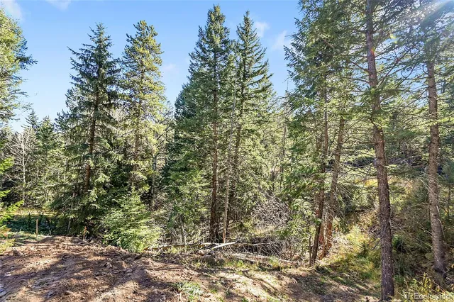 a view of a forest with trees in the background