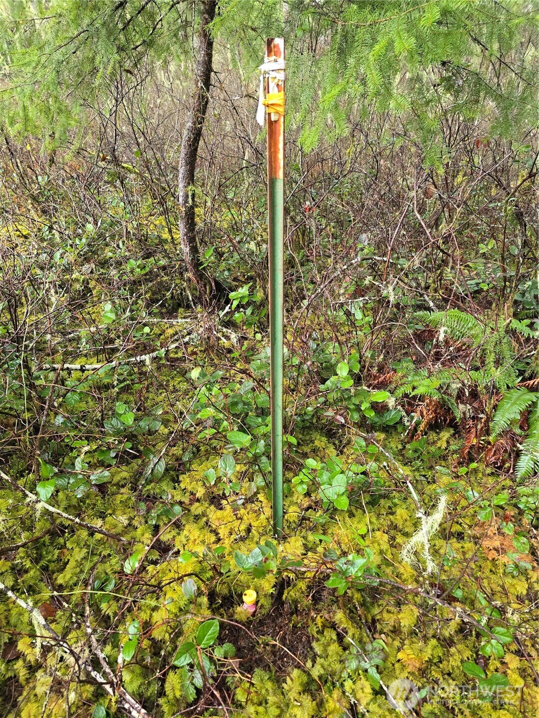 1-2 West Elk Hill Road Elma, WA 98541 - Photo 12 of 14 a close up of a tree in a forest