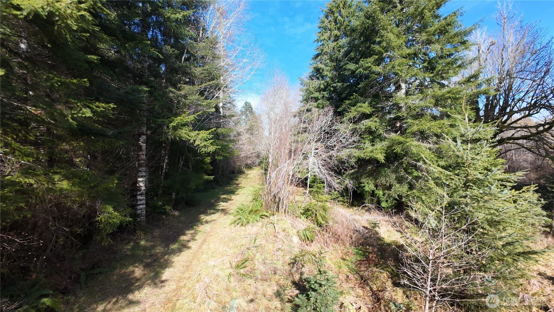 1-2 West Elk Hill Road Elma, WA 98541 - Photo 8 of 14 a view of a yard with plants and trees