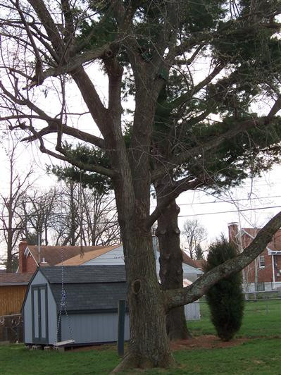 654 Hill N Dale Road Lexington, KY 40503 - Photo 7 of 23 Beautiful large trees everywhere but sti