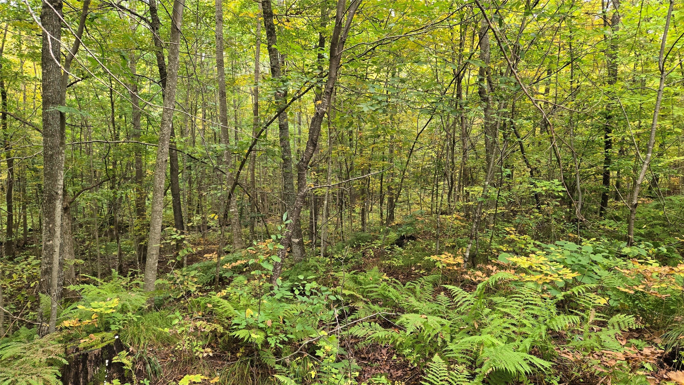 Lot 6 Deer Lake Road Exeland, WI 54835 - Photo 19 of 25 Gallery Image 19